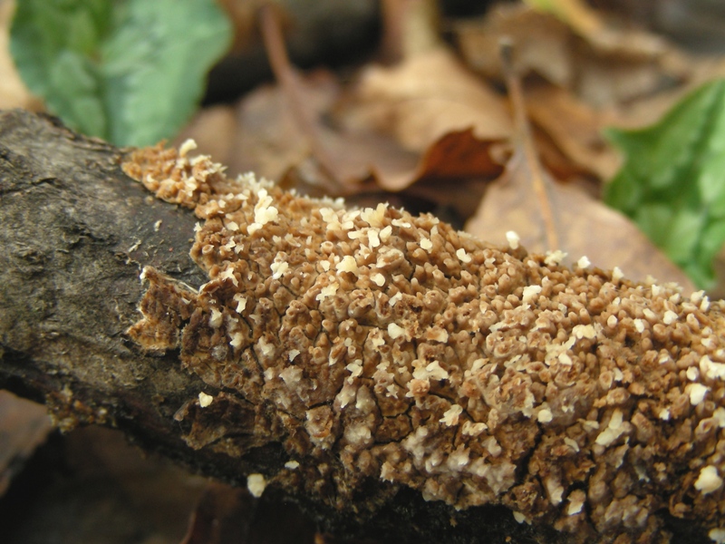 Una bellissima crosta (Radulomyces molaris)